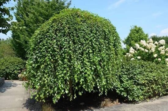 Vörös nyír (Betula nigra 'Summer Cascade')