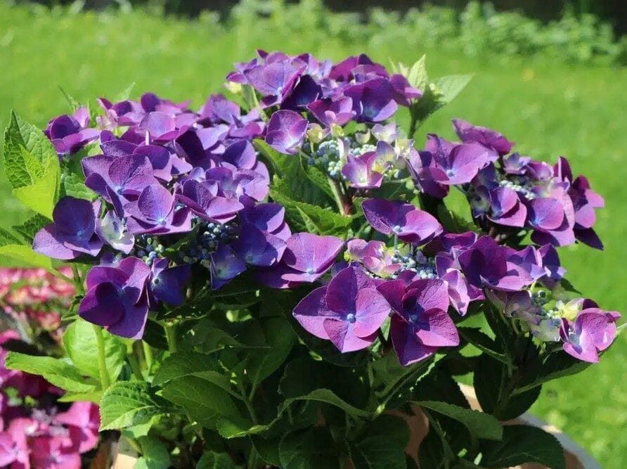 Hortenzia, a félárnyékos kertrészek hercegnője