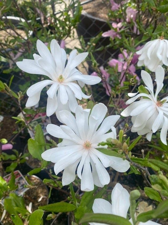 Gyorsan növő örökzöld sövények, Magnóliák