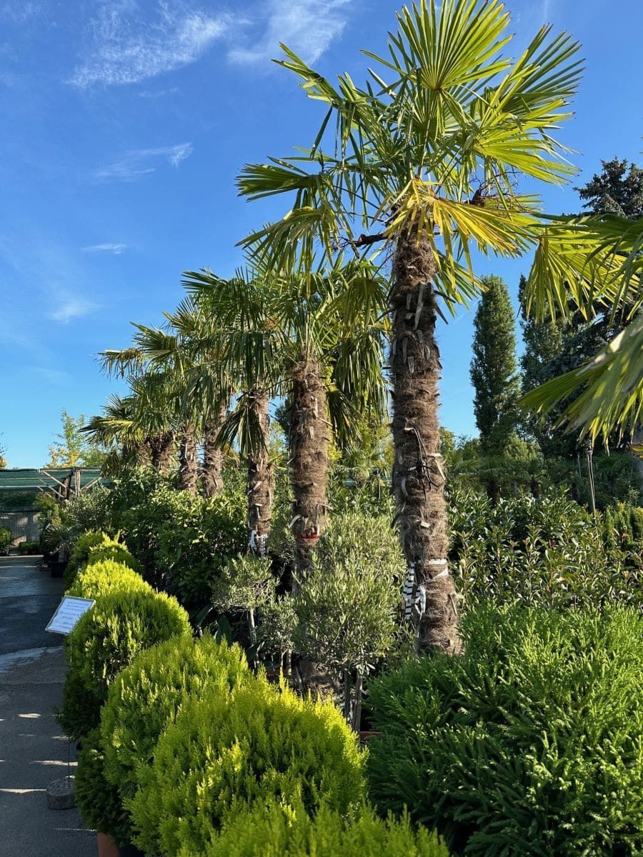 Télálló pálmafák